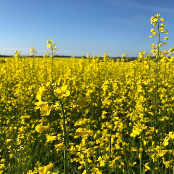 Meet your Posher, Chloe - Picture 1 of 1